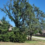 202111_Tree Removal