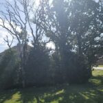 202111_Tree Removal