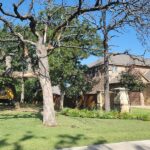 202111_Tree Removal